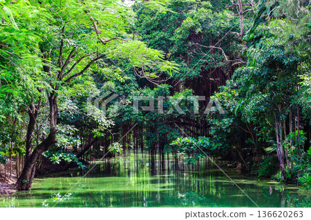 A river flowing through a lush forest A river flowing through a lush forest 136620263