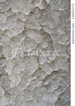 Zelkova bark Zelkova bark 136620272