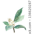 Watercolor illustration of loquat flower [hand-drawn] White background Transparent background Copy space available 136620287