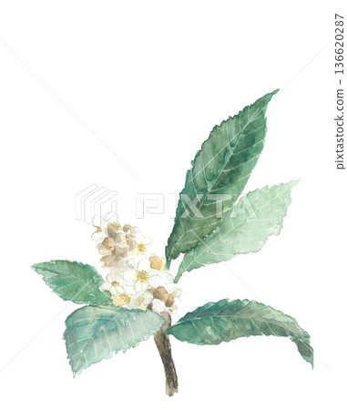 Watercolor illustration of loquat flower [hand-drawn] White background Transparent background Copy space available 136620287