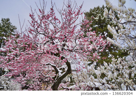 神奈川縣橫濱市大倉山公園梅樹林中，白雪覆蓋的梅花 136620304