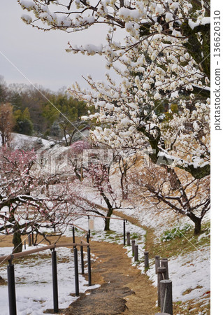 神奈川縣橫濱市大倉山公園梅樹林中，白雪覆蓋的梅花 136620310
