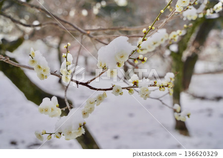 Snow-covered plum blossoms in the Okurayama Park plum grove, Yokohama, Kanagawa Prefecture Snow-covered plum blossoms in the Okurayama Park plum grove, Yokohama, Kanagawa Prefecture 136620329