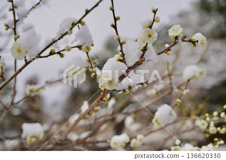 Snow-covered plum blossoms in the Okurayama Park plum grove, Yokohama, Kanagawa Prefecture Snow-covered plum blossoms in the Okurayama Park plum grove, Yokohama, Kanagawa Prefecture 136620330