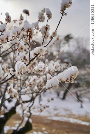 Snow-covered plum blossoms in the Okurayama Park plum grove, Yokohama, Kanagawa Prefecture Snow-covered plum blossoms in the Okurayama Park plum grove, Yokohama, Kanagawa Prefecture 136620331