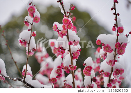 Snow-covered plum blossoms in the Okurayama Park plum grove, Yokohama, Kanagawa Prefecture 136620360