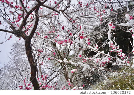 Snow-covered plum blossoms in the Okurayama Park plum grove, Yokohama, Kanagawa Prefecture Snow-covered plum blossoms in the Okurayama Park plum grove, Yokohama, Kanagawa Prefecture 136620372