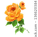 水彩黃玫瑰 26216像素7 136620384
