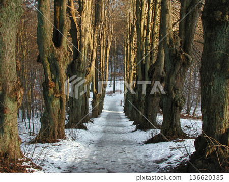 Winter in Denmark Winter in Denmark 136620385