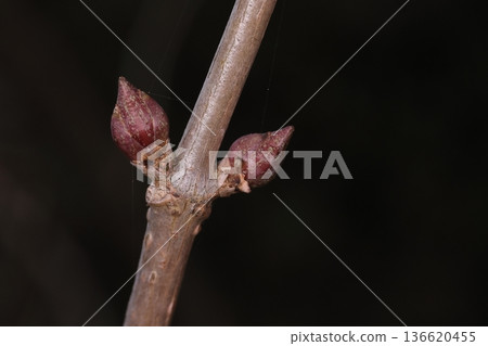 自然植物：接骨木，冬芽和葉痕。冬芽呈褐色，成對生長在枝條兩側；葉痕呈半圓形。 136620455