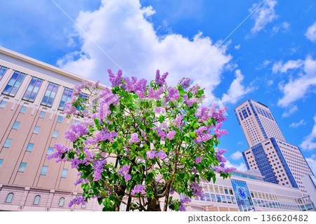 Sapporo Station JR Tower and lilacs in full bloom Sapporo Station JR Tower and lilacs in full bloom 136620482