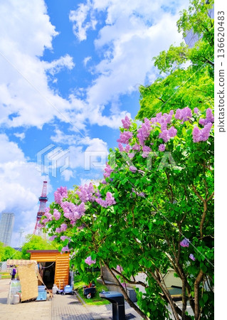 Lilac of Sapporo-shi Odori Park 136620483