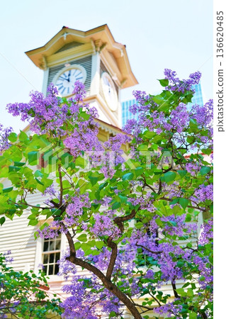 Sapporo Clock Tower and blooming lilacs 136620485