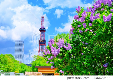 札幌市大通公園的丁香 136620488