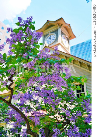 札幌鐘樓和盛開的丁香花 札幌鐘樓和盛開的丁香花 136620490