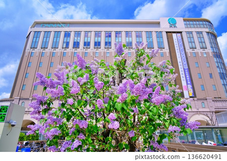 札幌車站南出口的丁香花 札幌車站南出口的丁香花 136620491