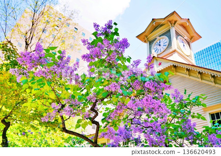 Sapporo Clock Tower and blooming lilacs 136620493