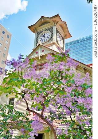 Sapporo Clock Tower and blooming lilacs Sapporo Clock Tower and blooming lilacs 136620497