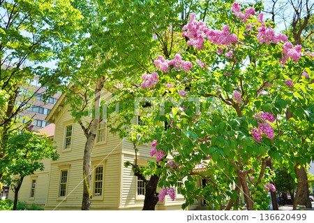 Sapporo Clock Tower and blooming lilacs Sapporo Clock Tower and blooming lilacs 136620499