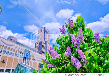 Sapporo Station JR Tower and lilacs in full bloom Sapporo Station JR Tower and lilacs in full bloom 136620500