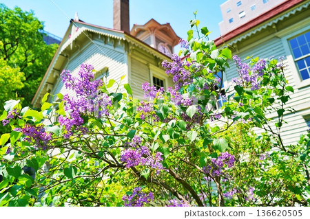 Sapporo Clock Tower and blooming lilacs Sapporo Clock Tower and blooming lilacs 136620505