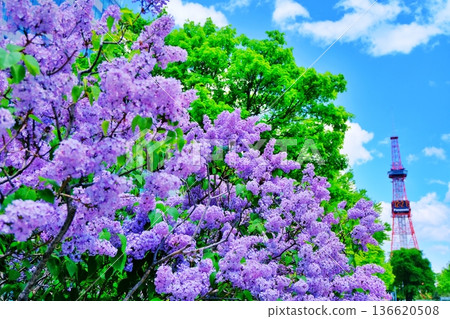 Lilac of Sapporo-shi Odori Park 136620508
