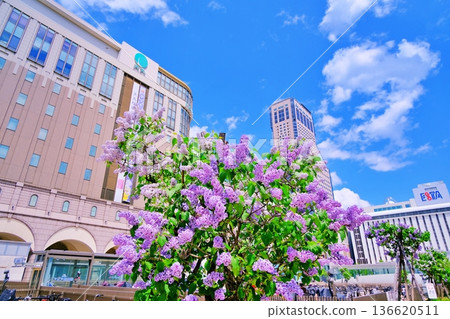 Sapporo Station JR Tower and lilacs in full bloom Sapporo Station JR Tower and lilacs in full bloom 136620511
