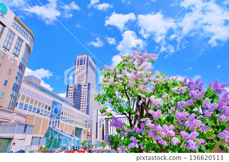Sapporo Station JR Tower and lilacs in full bloom 136620513