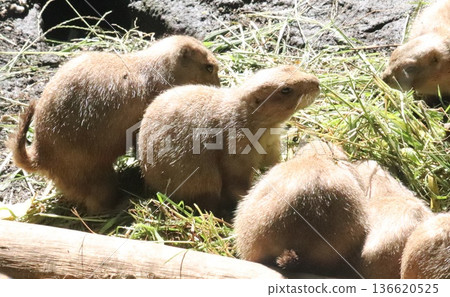 Prairie dogs in Ueno 136620525