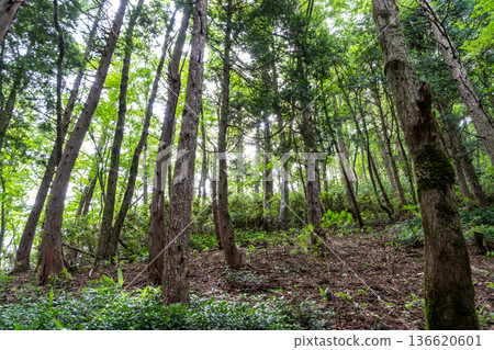 岡山縣真庭市築羅山1號夏季檜樹林 136620601