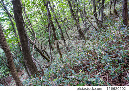岡山縣真庭市夏季築山天然林坡1 136620602