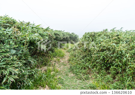 夏季築羅山 - 晨霧步道 2，岡山縣真庭市 136620610