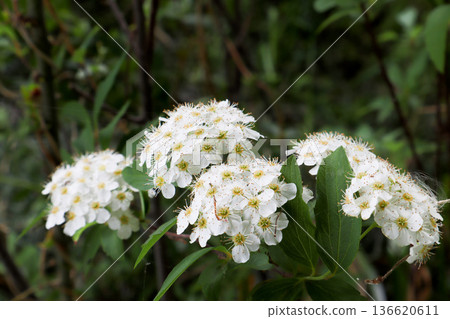 Kodemari Kodemari 136620611