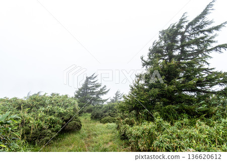 Summer Mt. Tsukuro - Morning Mist Trail 1, Maniwa City, Okayama Prefecture 136620612