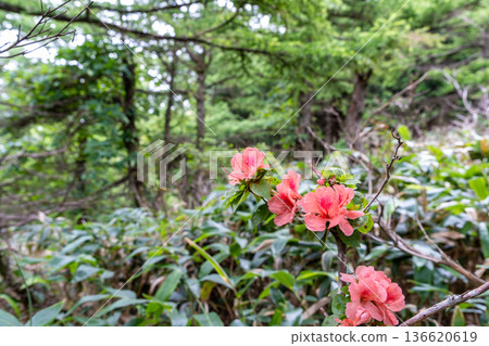 築羅山的夏天:岡山縣真庭市,登山道旁盛開的杜鵑花 築羅山的夏天:岡山縣真庭市,登山道旁盛開的杜鵑花 136620619