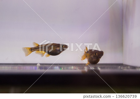 達摩青鱂短身半達摩 136620739