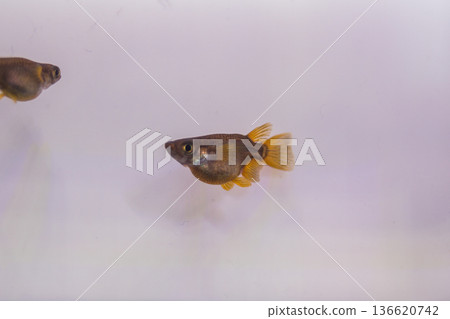 達摩青鱂短身半達摩 136620742