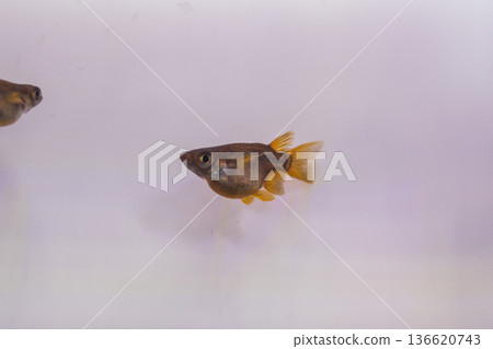 Daruma Medaka Short Body Half Daruma 136620743