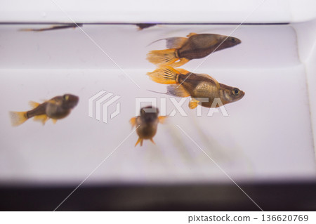 達摩青鱂短身半達摩 136620769