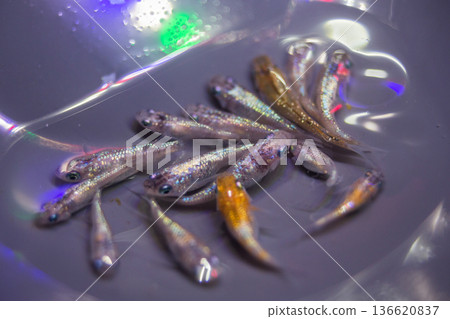 達摩青鱂短身半達摩 136620837