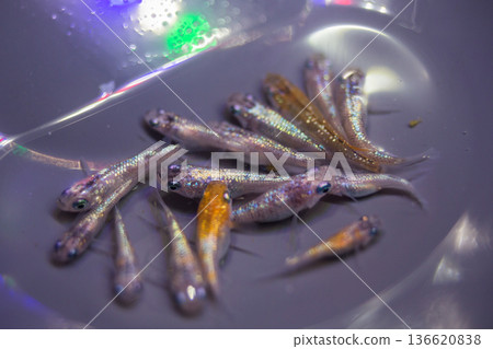 Daruma Medaka Short Body Half Daruma 136620838