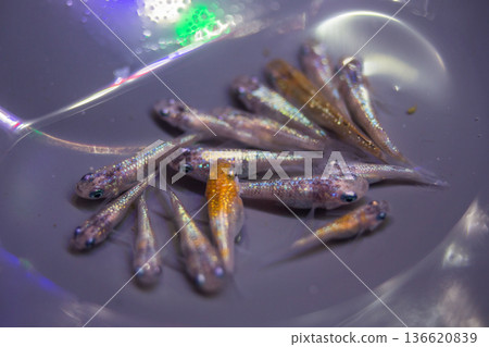 達摩青鱂短身半達摩 136620839