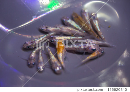 達摩青鱂短身半達摩 136620840