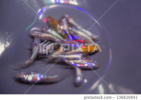 達摩青鱂短身半達摩 136620841