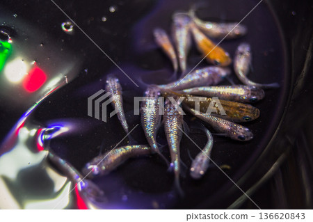 達摩青鱂短身半達摩 136620843