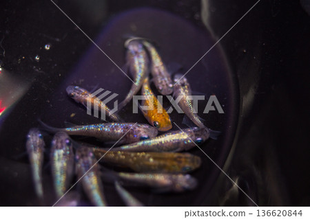 達摩青鱂短身半達摩 136620844