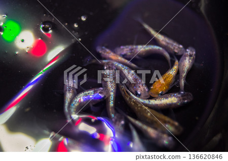 達摩青鱂短身半達摩 136620846