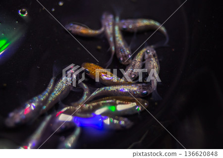 Daruma Medaka Short Body Half Daruma 136620848