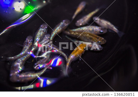 達摩青鱂短身半達摩 136620851