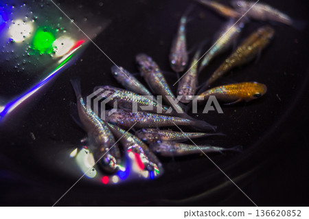 達摩青鱂短身半達摩 136620852